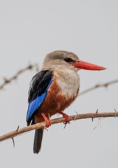 Grey headed Kingfisher on a tree branch in close up at the Tsavo East national park in Kenya