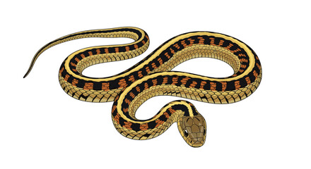 Fototapeta premium Detailed illustration of a garter snake, showcasing its distinctive striped pattern along its body, a common non-venomous reptile.