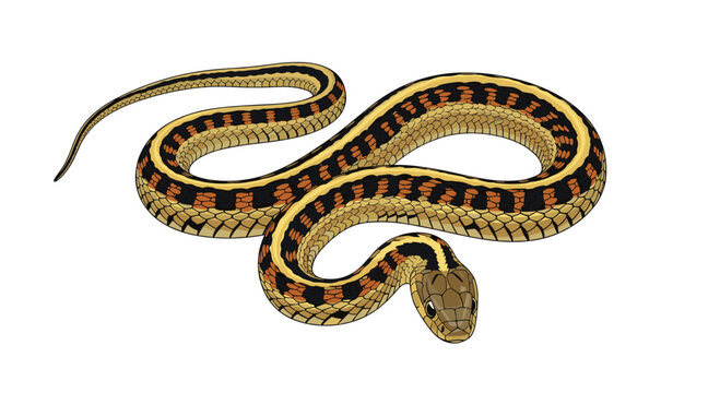 Detailed illustration of a garter snake, showcasing its distinctive striped pattern along its body, a common non-venomous reptile.