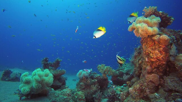 Underwater Marine Tropical Life. Tropical fish reef marine. Soft-hard corals seascape. Vibrant coral garden. Reef coral scene. Beautiful soft coral. Sea reef.