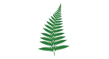Single Green Fern Leaf Isolated. © Richard