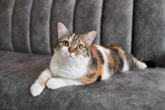 Domestic calico cat with orange and black patches resting on a gray upholstered sofa, displaying a relaxed posture and attentive expression