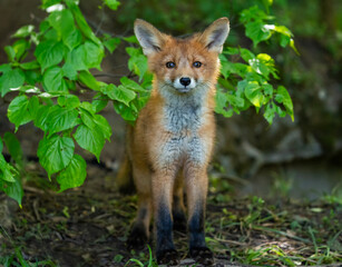 Fototapeta premium A portrait of a cute red fox cub standing in a sunny spring park and looking curiously