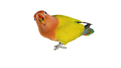 Vibrant Fischer s lovebird with orange head and green body, a beautiful pet parrot isolated on transparent background, looking curiously at camera, PNG
