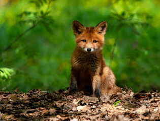 Fototapeta premium A portrait of a cute red fox cub standing in a sunny spring park and looking curiously