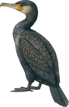 Vector watercolor realistic illustration of a cormorant
