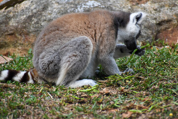 Fototapeta premium Ring-tailed Lemurs (Lemur catta, Madagascar Lemur) in the Dehiwala Zoo (National Zoological Gardens of Sri Lanka, Dehiwala Zoological Gardens), Dehiwala, Sri Lanka.