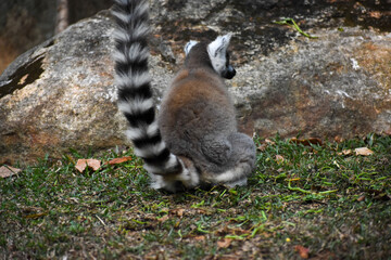 Fototapeta premium Ring-tailed Lemurs (Lemur catta, Madagascar Lemur) in the Dehiwala Zoo (National Zoological Gardens of Sri Lanka, Dehiwala Zoological Gardens), Dehiwala, Sri Lanka.
