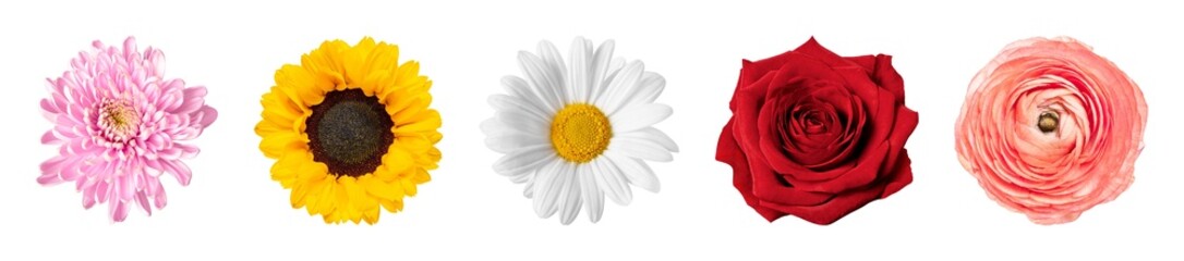 Naklejka premium Vibrant flowers in bloom