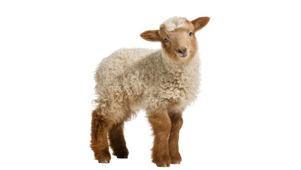 Adorable young lamb with curly cream fleece and brown legs, standing and looking at camera, isolated PNG on transparent background, farm animal portrait © Diego