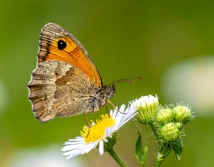 Fototapeta premium Close-up of a butterfly on a flower (7)