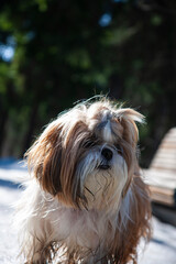 shih tzu dog walks through the snow in a park in spring 