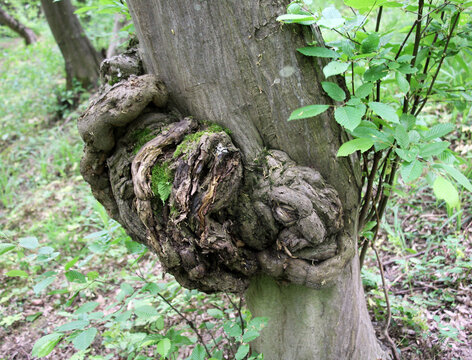 A burl (or burr)  is a deformed growth on a tree trunk or branch.