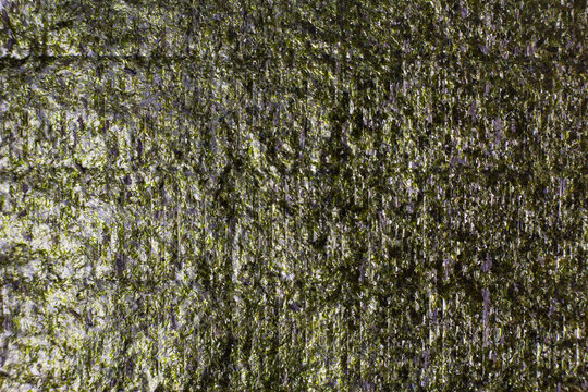 Close up of nori seaweed sheet filling the entire frame. Detailed texture of dried seaweed surface. Natural ingredient for sushi making isolated against background