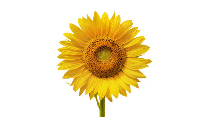Obraz premium Vibrant yellow sunflower with a dark seed head and green stem, isolated PNG on a transparent background, summer floral element