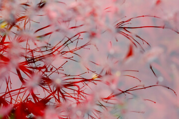Red autumn leaves in water with reflection