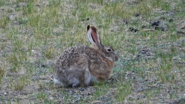 Tolai hare is sitting among the green grass