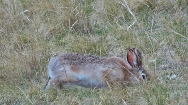 Tolai hare is sitting among the green grass