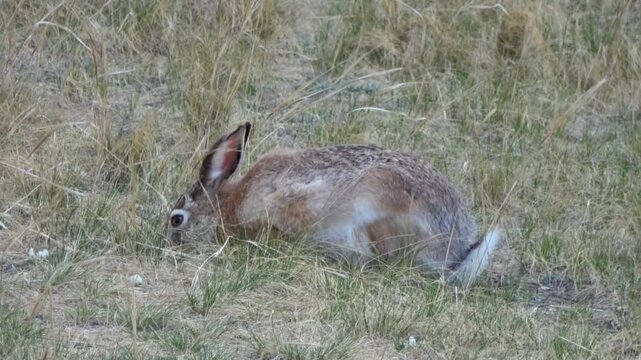 Tolai hare is sitting among the green grass