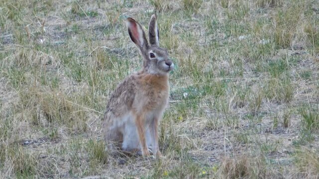 Tolai hare is sitting among the green grass