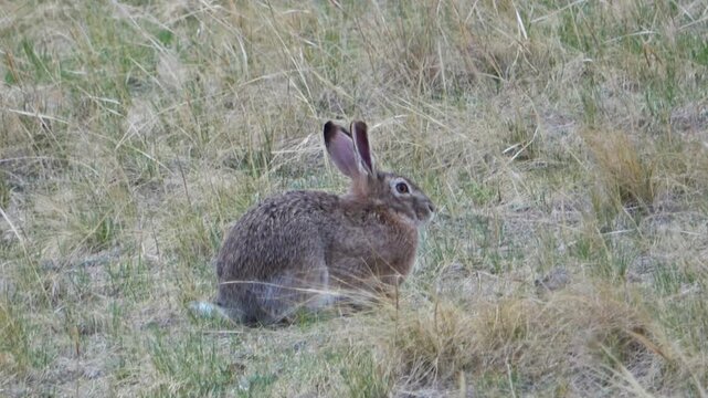 Tolai hare is sitting among the green grass