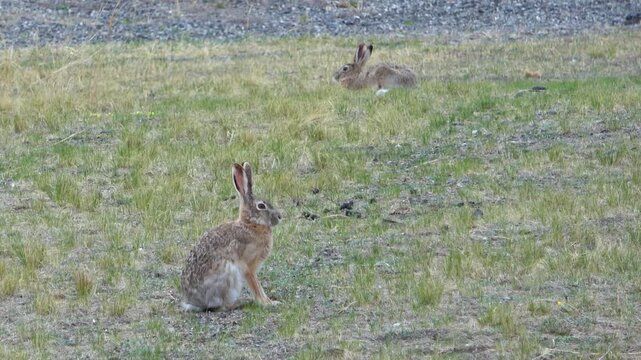 Tolai hare is sitting among the green grass