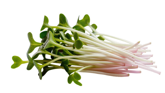 Fresh organic radish sprouts, vibrant green microgreens with delicate pinkish-white stems, healthy raw food ingredient isolated on transparent background PNG
