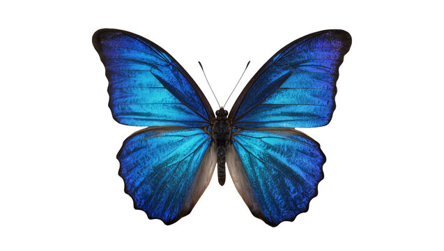 Vibrant iridescent blue Morpho butterfly with open wings, isolated PNG on transparent background, a stunning tropical insect for design projects