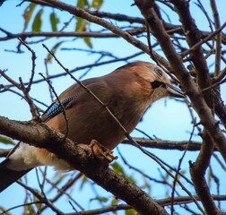red billed hornbill © Nikoloz