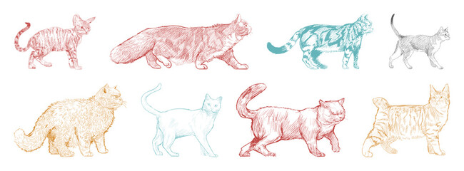 Colorful sketch cats illustration element set © Rawpixel.com