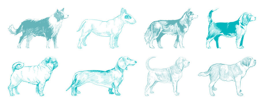 Illustrated diverse dog breeds element set