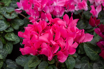 Fototapeta premium Cyclamen persicum elegant indoor and outdoor flowering plant with vibrant colors for home decoration, gardening, winter flowers