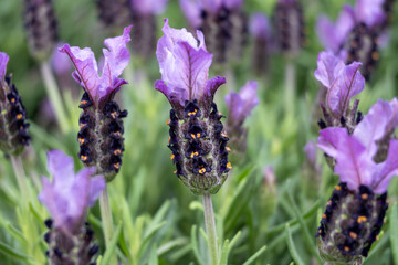 Lavandula stoechas Spanish Lavender  fragrant Mediterranean plant with purple flower spikes and delicate bracts. Ideal for garden landscaping, herb gardens © barmalini