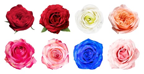 Obraz premium Vibrant roses in diverse colors