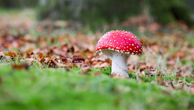 Fly Agaric (Amanita muscaria) - Baarn, the Netherlands