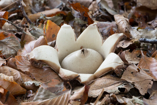 Collared earthstar (Geastrum triplex)