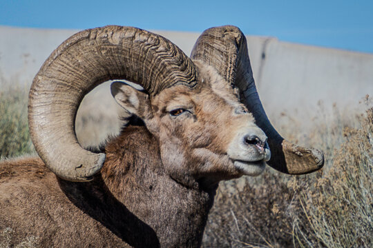 Big Horn Sheep in New Mexico close to the highway