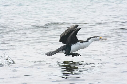 Pied cormorant taking flight over Westernport bay, Phillip Island, Victoria, Australia

