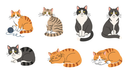 Fototapeta premium Collection of seven diverse cats in different poses like sitting lying and sleeping with various fur color patterns.