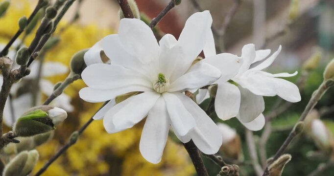 Magnolia Stellata - Flowers of Star Magnolia shrub with delicate, pure white petals and silky buds borne on smooth, bare branches
