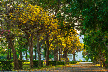 Obraz premium Beautiful blooming Yellow Golden Tabebuia Chrysotricha flowers of the Yellow Trumpet that are blooming with the park in spring day in the garden and sunset sky background in Thailand.