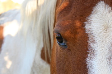 Pferde Auge © Petra Bonner