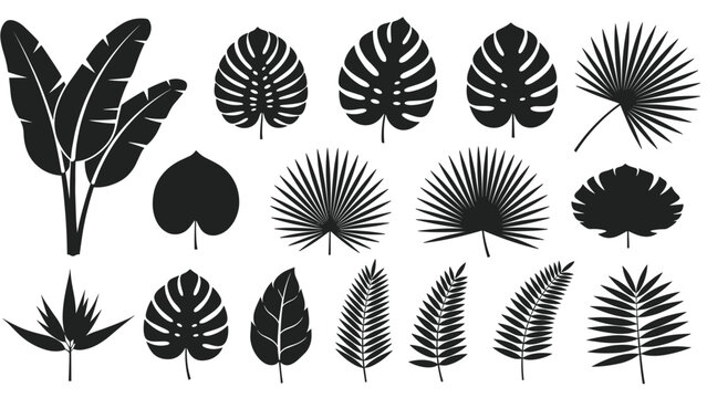 Set of black silhouettes of various tropical and exotic plant leaves for jungle, botanical, and floral design compositions.