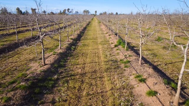 Camera tracking shot through walnut tree row in winter dormancy with drip irrigation system and bright sunlight.