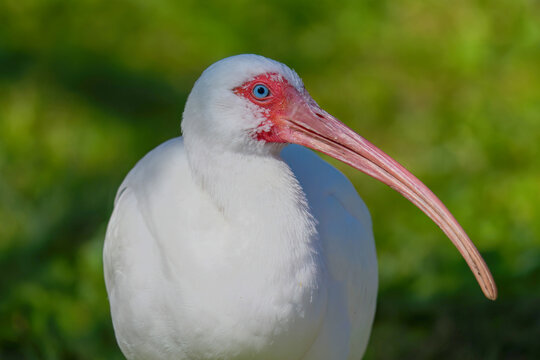 Close-up profile of a White Ibis bird