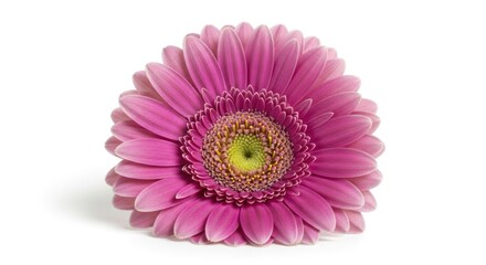 Obraz premium Closeup of a Vibrant Pink Gerbera Daisy Flower on White Background.