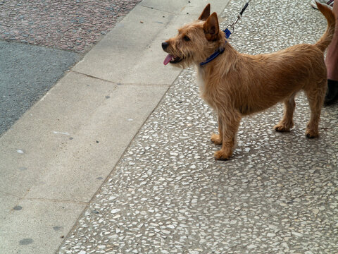 Dog on leach