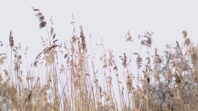 Tall reeds gently swaying in the wind. The natural movement of the grass creates a calm and peaceful nature scene.