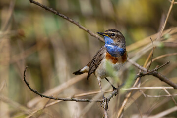 Obraz premium Weißsterniges Blaukehlchen (Luscinia svecica) Männchen