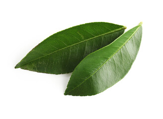 Fresh green leaves of citrus plant isolated on white